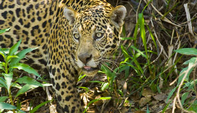 wild jaguar in the jungle, pantanal brazil_400_230